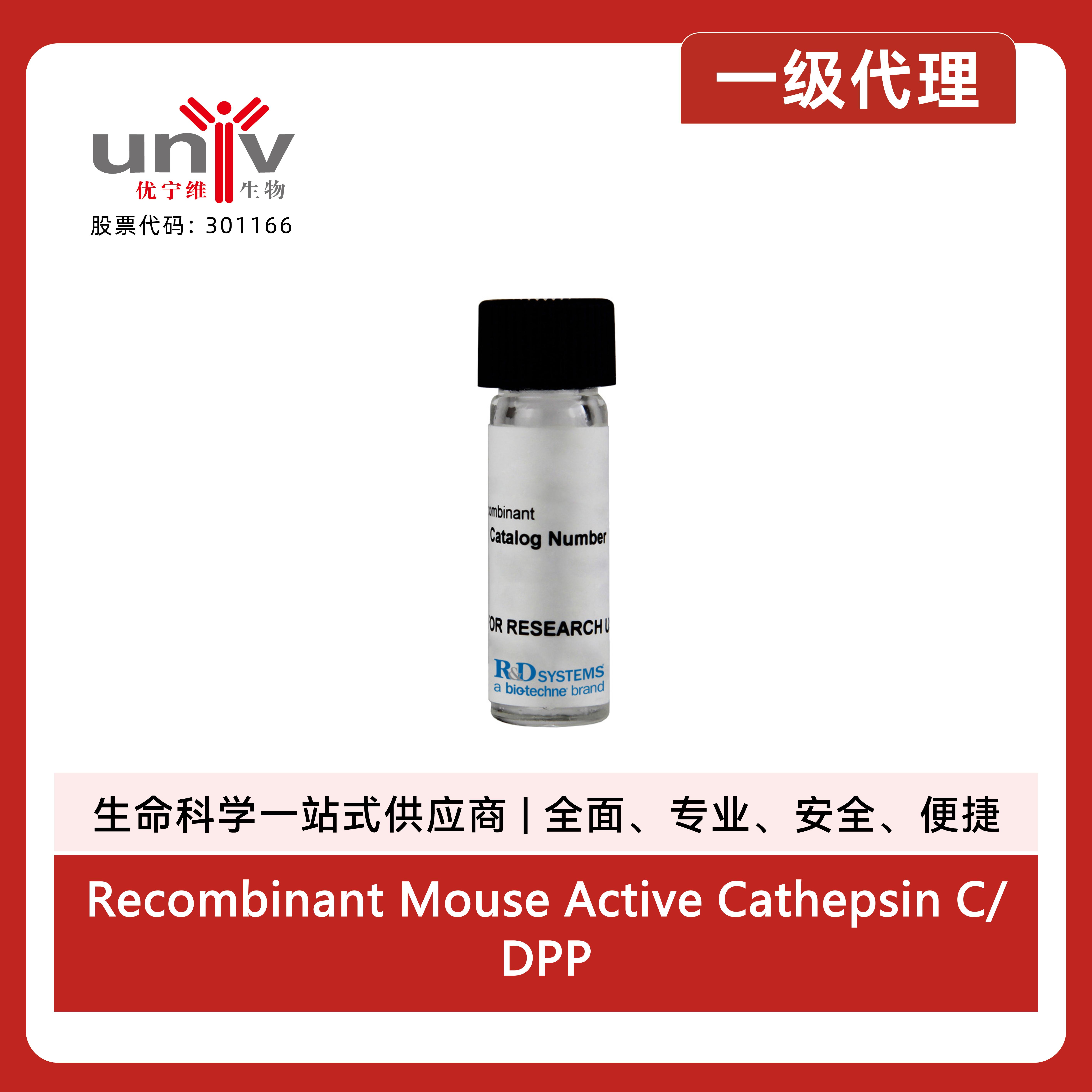 Recombinant Mouse Active Cathepsin C/DPPI Protein, CF (10 ug)产品图