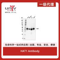HAT1 Antibody