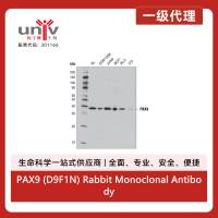 PAX9 (D9F1N) Rabbit Monoclonal Antibody
