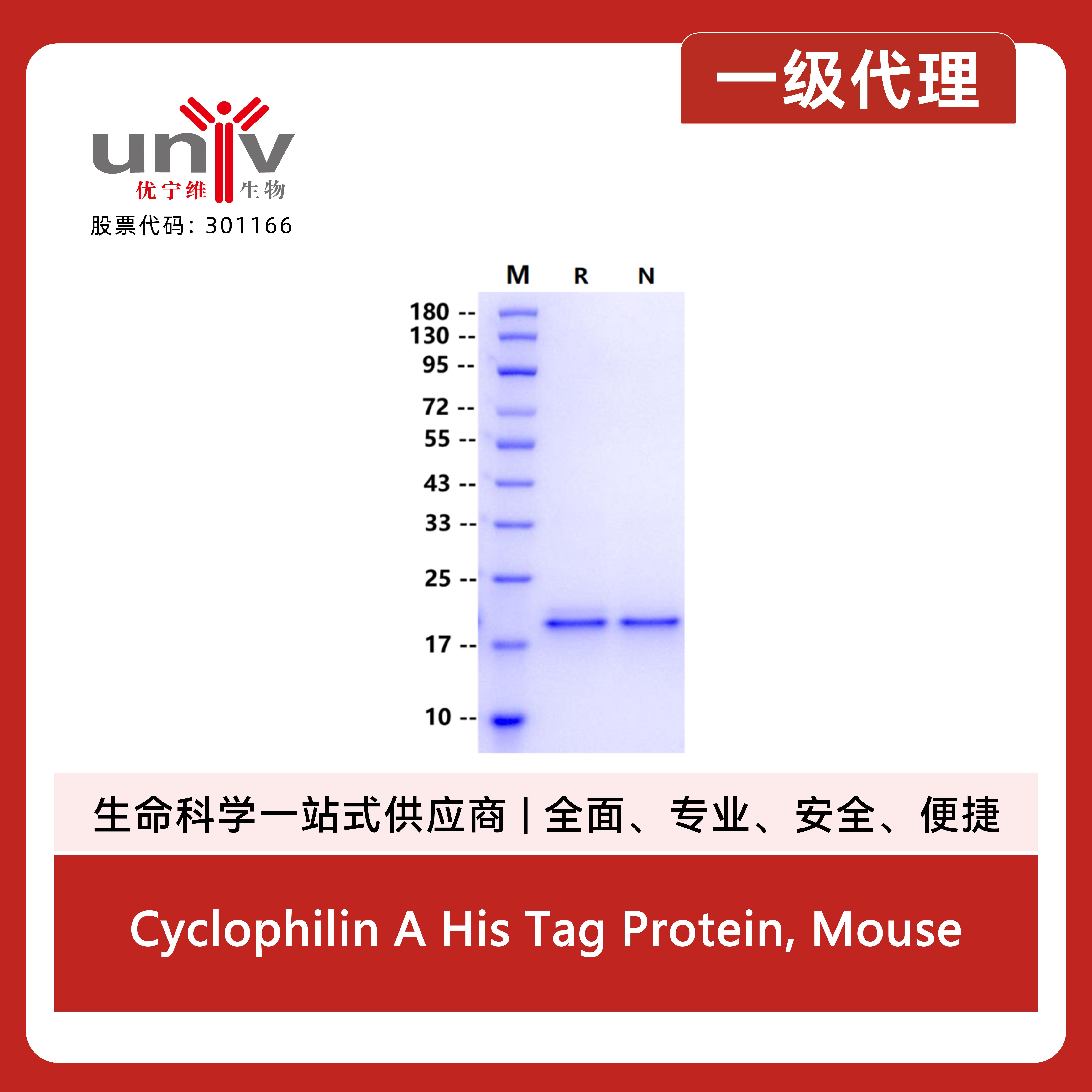 Cyclophilin A His Tag Protein, Mouse产品图