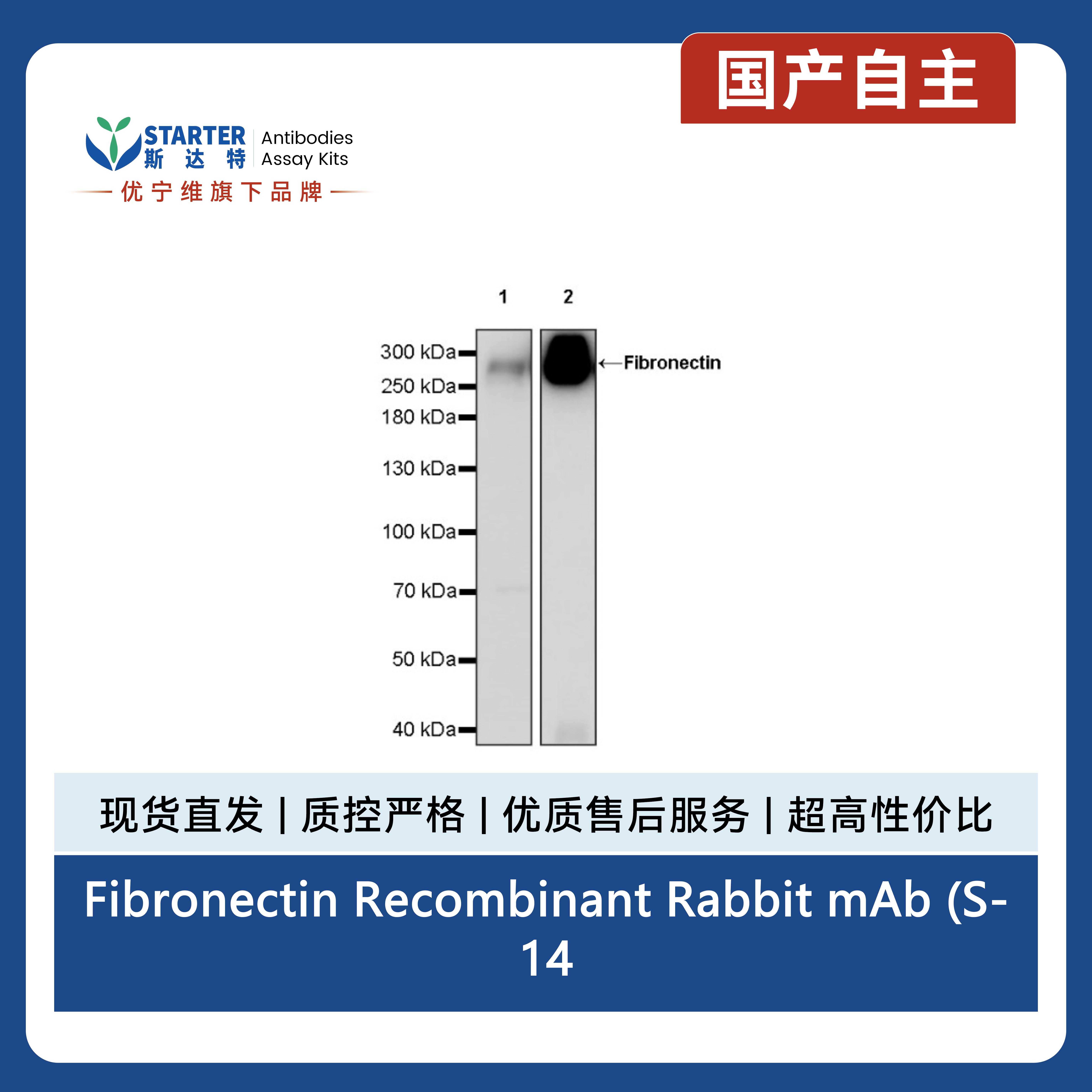 Fibronectin Recombinant Rabbit mAb (S-1475-79)产品图