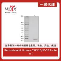Recombinant Human CXCL10/IP-10 Protein (10 ug)