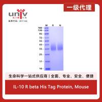 IL-10 R beta His Tag Protein, Mouse