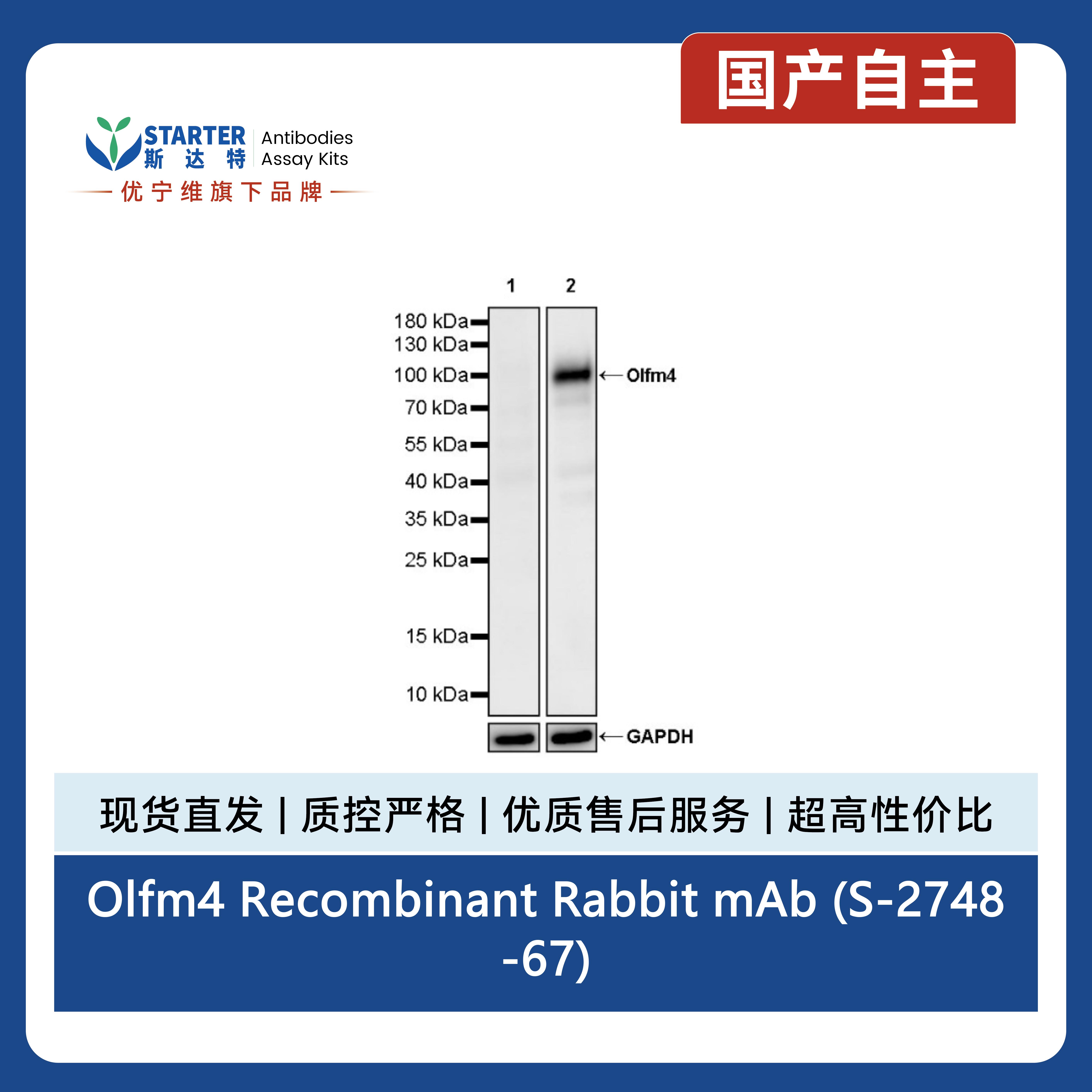 Olfm4 Recombinant Rabbit mAb (S-2748-67)产品图