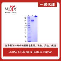 LILRA2 Fc Chimera Protein, Human