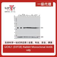 UCHL1 (D3T2E) Rabbit Monoclonal Antibody