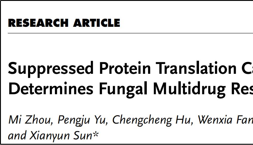 【客户文章】 | Polysome profiling持续发力：解旋酶MSP-8缺失抑制蛋白翻译，揭示真菌多重耐药新机制