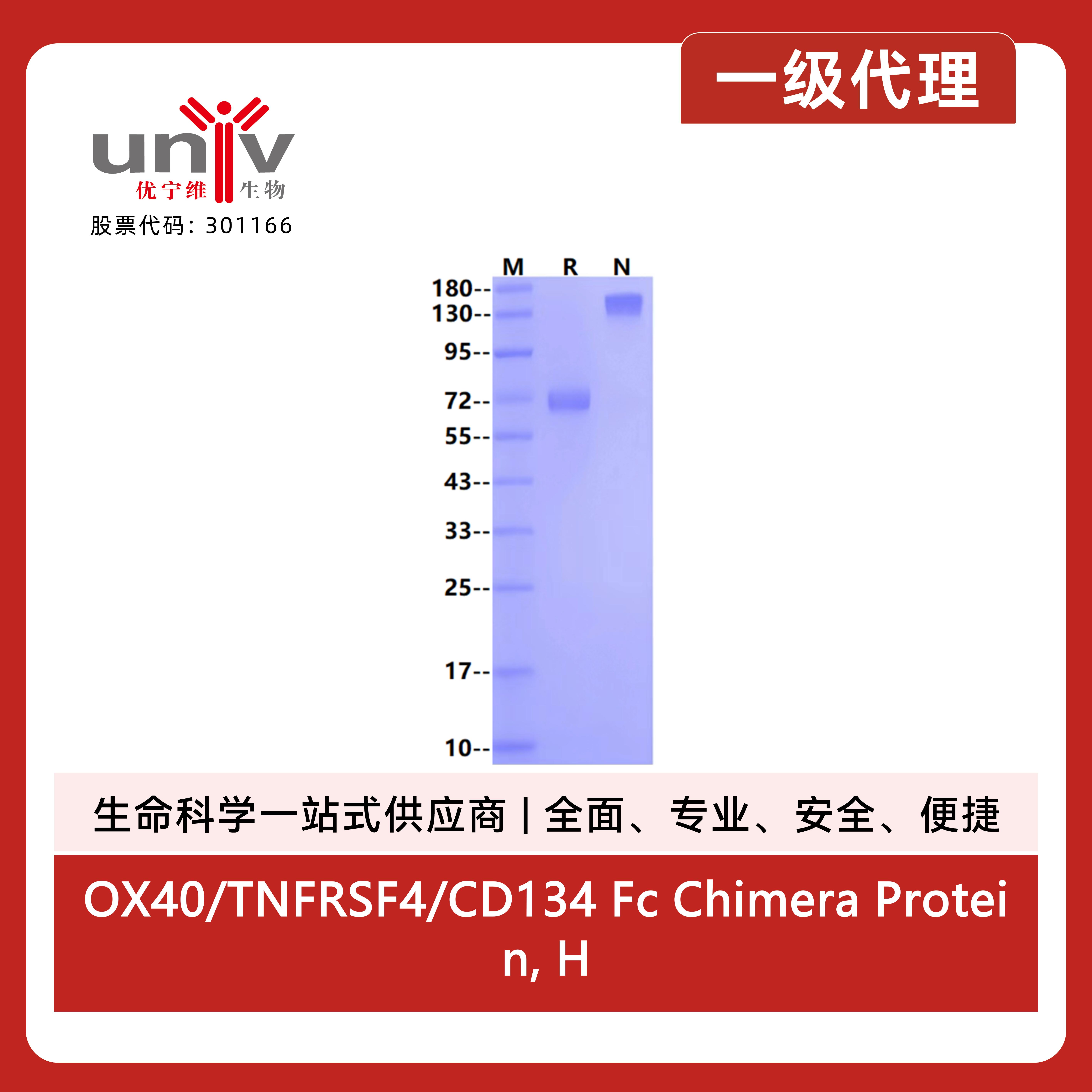 OX40/TNFRSF4/CD134 Fc Chimera Protein, Human产品图