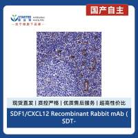 SDF1/CXCL12 Recombinant Rabbit mAb (SDT-3675)