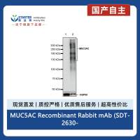 MUC5AC Recombinant Rabbit mAb (SDT-2630-23)