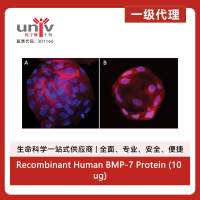 Recombinant Human BMP-7 Protein (10 ug)