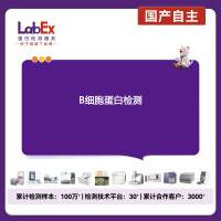 B细胞蛋白检测