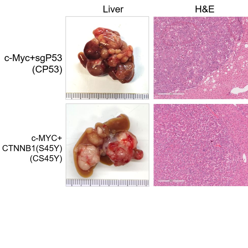 小鼠肝癌细胞系CP53(c-Myc + sgTP53)