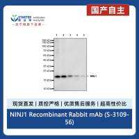 NINJ1 Recombinant Rabbit mAb (S-3109-56)
