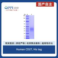 Human CD27, His tag