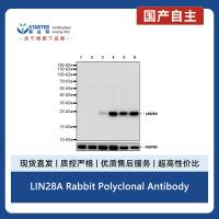 LIN28A Rabbit Polyclonal Antibody