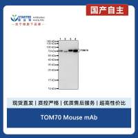 TOM70 Mouse mAb