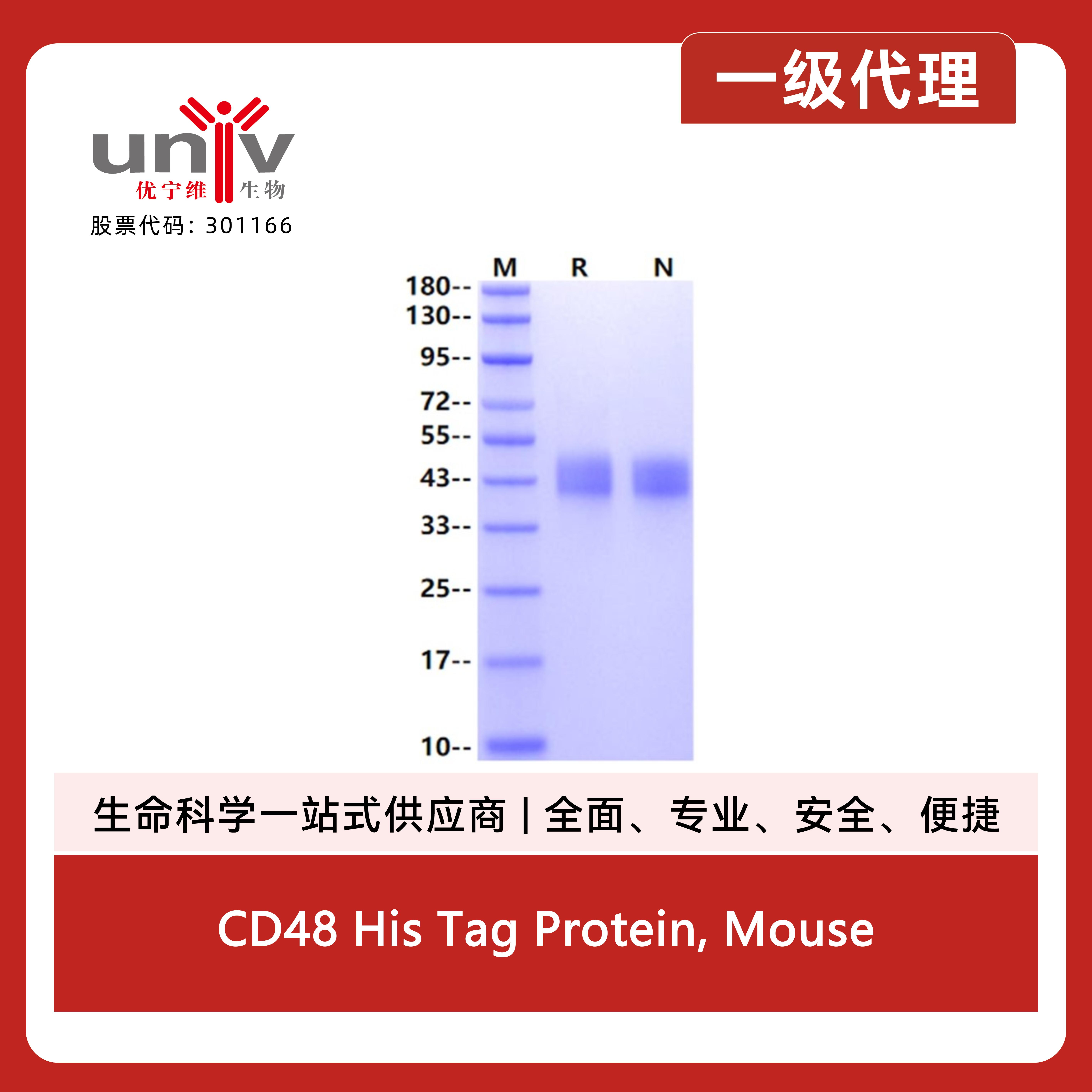 CD48 His Tag Protein, Mouse产品图