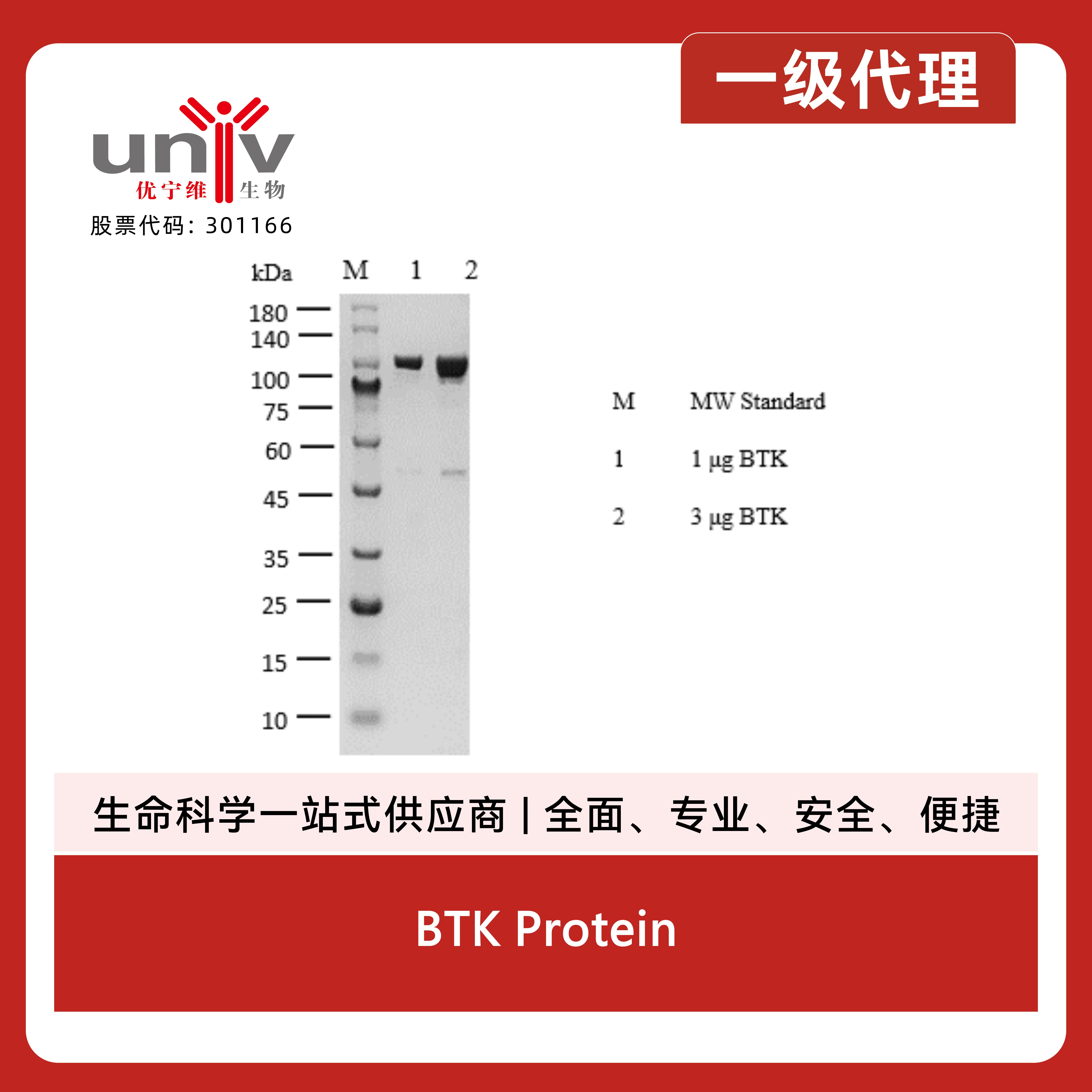 BTK Protein产品图