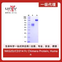 NKG2D/CD314 Fc Chimera Protein, Human
