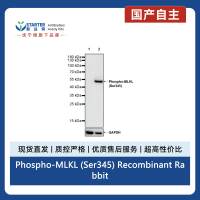 Phospho-MLKL (Ser345) Recombinant Rabbit mAb (S-3552)