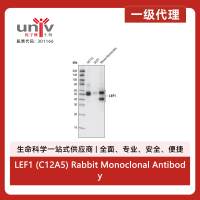 LEF1 (C12A5) Rabbit Monoclonal Antibody