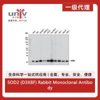 SOD2 (D3X8F) Rabbit Monoclonal Antibody