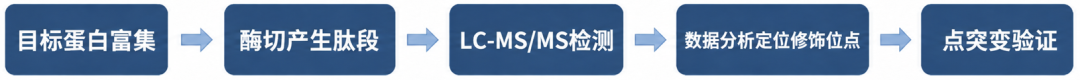 蛋白翻译后修饰位点解析：高分辨LC-MS/MS定位磷酸化 / 泛素化 / 甲基化位点