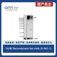 F4/80 Recombinant Rat mAb (S-942-1)