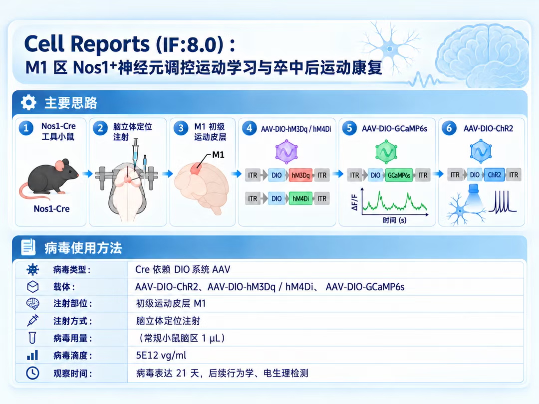 案例1技术思路与AAV使用方案