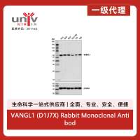 VANGL1 (D1J7X) Rabbit Monoclonal Antibody