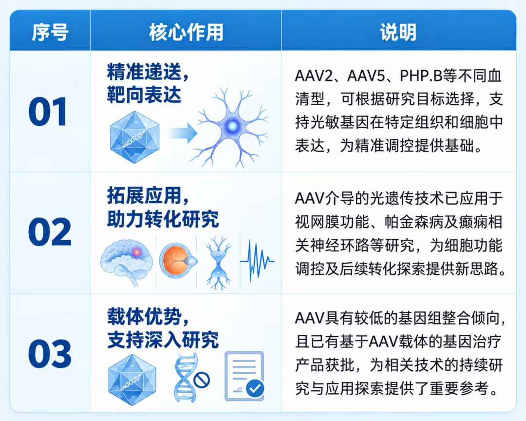 AAV在光遗传研究中的三大作用