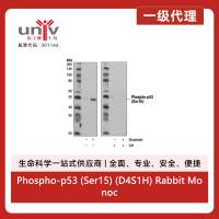 Phospho-p53 (Ser15) (D4S1H) Rabbit Monoclonal Antibody