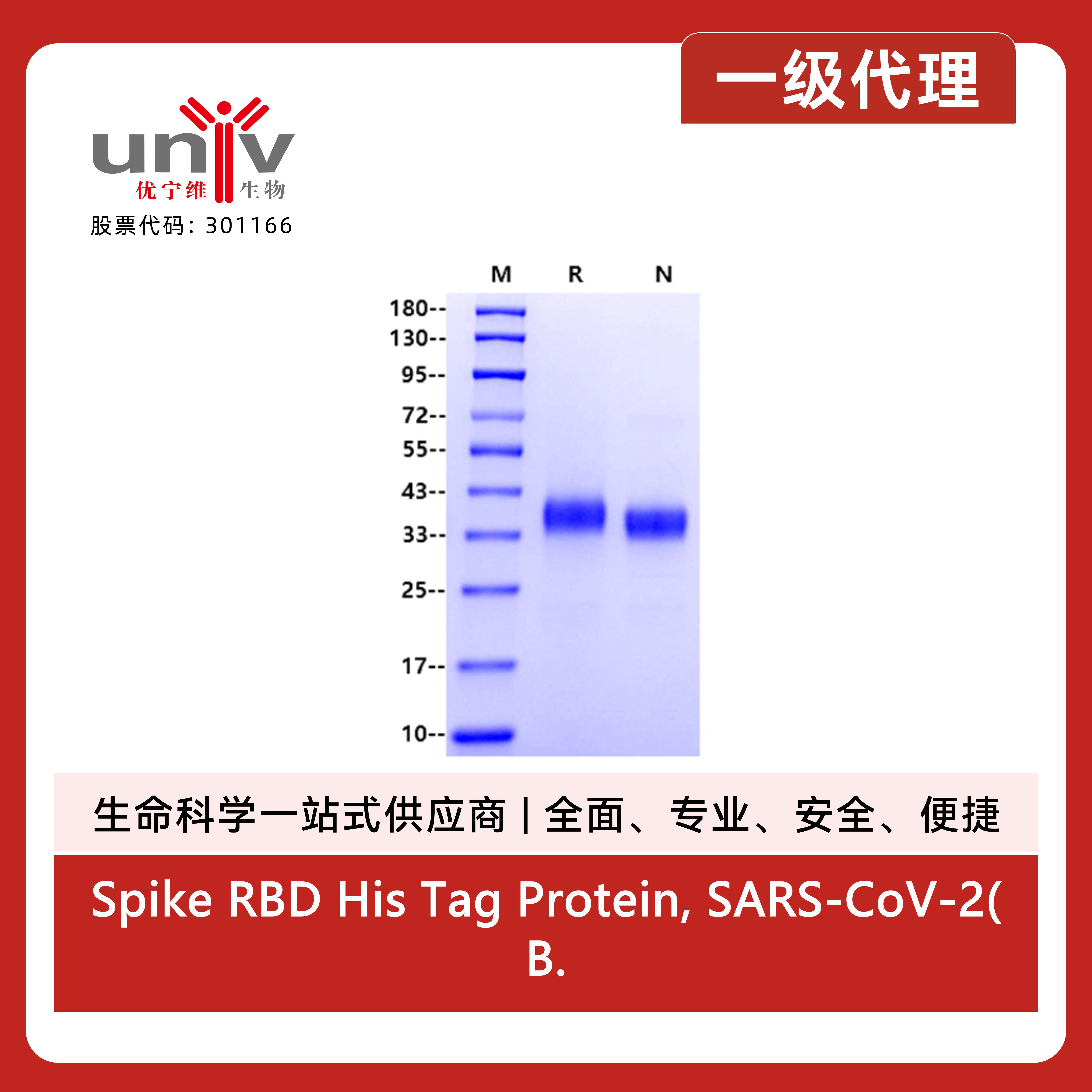 Spike RBD His Tag Protein, SARS-CoV-2(B.1.1.529/Omicron,N terminal)
