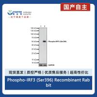 Phospho-IRF3 (Ser396) Recombinant Rabbit mAb (S-5480)