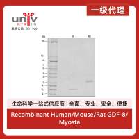 Recombinant Human/Mouse/Rat GDF-8/Myostatin Protein (10 ug)