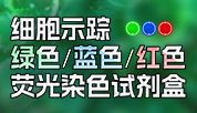 红、蓝、绿细胞标记三兄弟！定位精准