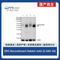 DR5 Recombinant Rabbit mAb (S-649-36)
