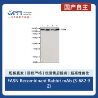 FASN Recombinant Rabbit mAb (S-682-32)