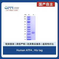 Human ATF4 , His tag