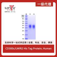 CD300c/LMIR2 His Tag Protein, Human