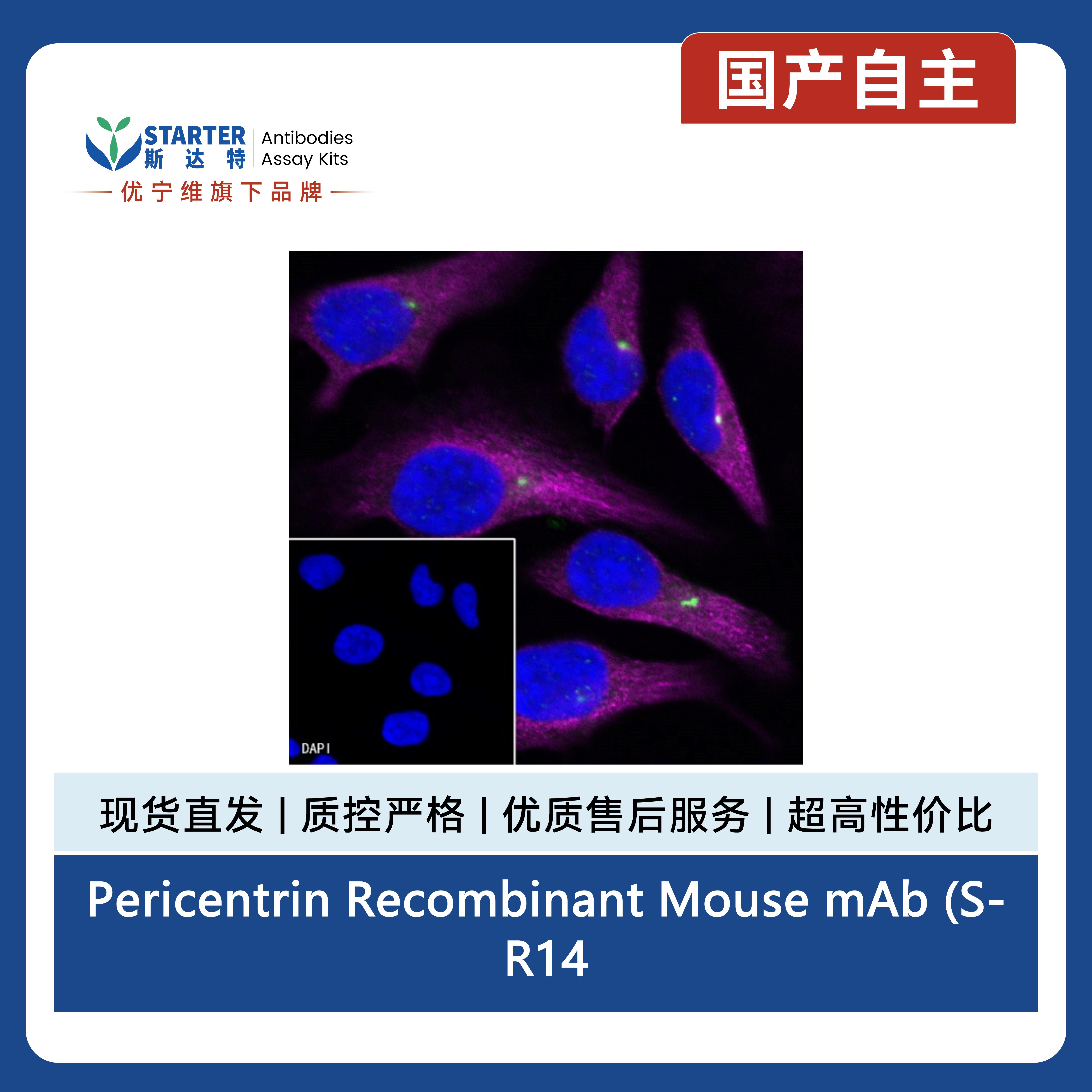Pericentrin Recombinant Mouse mAb (S-R144)产品图