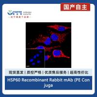 HSP60 Recombinant Rabbit mAb (PE Conjugate) (SDT-R012)