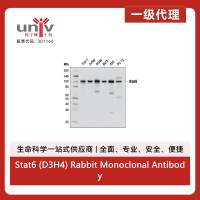 Stat6 (D3H4) Rabbit Monoclonal Antibody