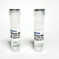 Anti-Human Estrogen Receptor (ER) Alpha Rabbit Monoclonal Antibody (TBS10261) - 0.1 MG