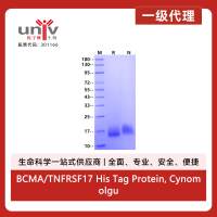 BCMA/TNFRSF17 His Tag Protein, Cynomolgus