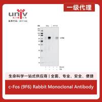 c-Fos (9F6) Rabbit Monoclonal Antibody