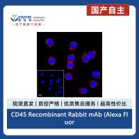 CD45 Recombinant Rabbit mAb (Alexa Fluor® 594 Conjugate) (S-R035)