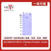 ALCAM/CD166 Fc Chimera Protein, Human
