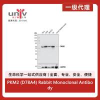 PKM2 (D78A4) Rabbit Monoclonal Antibody